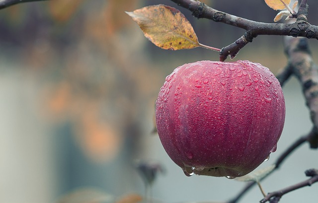 Znakomite podpowiedzi o tym jak przechowywać jabłka